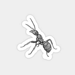 Carpenter Ant Sticker